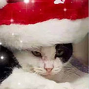 Emo is registered to the contest to win money with this photo: animal, cat, christmas, christmasdecorations, christmastree, festival, flag, kitten, pet
