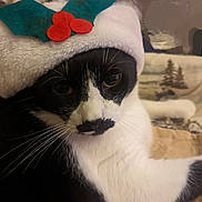 Mandy joined the competition — help win amazing prizes! cat, black_and_white, holiday_hat, festive, whiskers, close_up, indoor, cozy, blanket, animal, pet, feline, cute, relaxed, lying_down, face, fur, mustache_like_marking, christmas, decoration