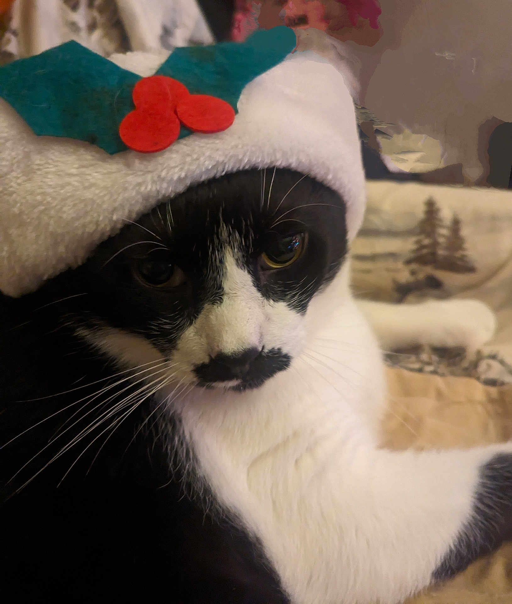 Mandy joined the competition — help win amazing prizes! cat, black_and_white, holiday_hat, festive, whiskers, close_up, indoor, cozy, blanket, animal, pet, feline, cute, relaxed, lying_down, face, fur, mustache_like_marking, christmas, decoration