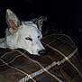 dog, white_dog, pet, resting, sleepy, blanket, plaid, brown_blanket, indoor, animal, ears, face, fur, lying_down, cozy, quiet, relaxed, canine, domestic_animal, fan