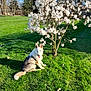 Scout is registered to the contest to win money with this photo: dog, grass, tree, white_flowers, blue_sky, sunlight, outdoor, nature, pet, canine, spring, bloom, greenery, animal, sitting, happy, fur, ears, daytime, park