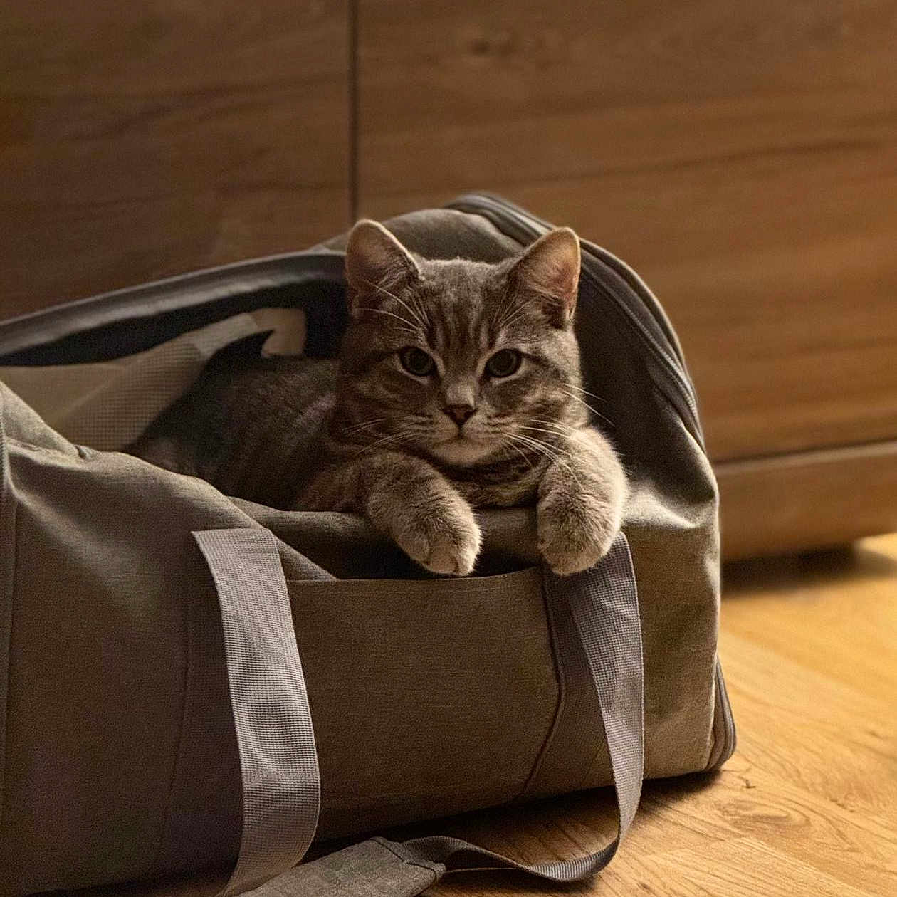 Stormie is registered to the contest to win money with this photo: animal, cat, cozy, curious, cute, domestic, duffel_bag, feline, gray, household, indoor, mammal, paws, pet, portrait, relaxed, resting, soft_texture, tabby_cat, wooden_floor