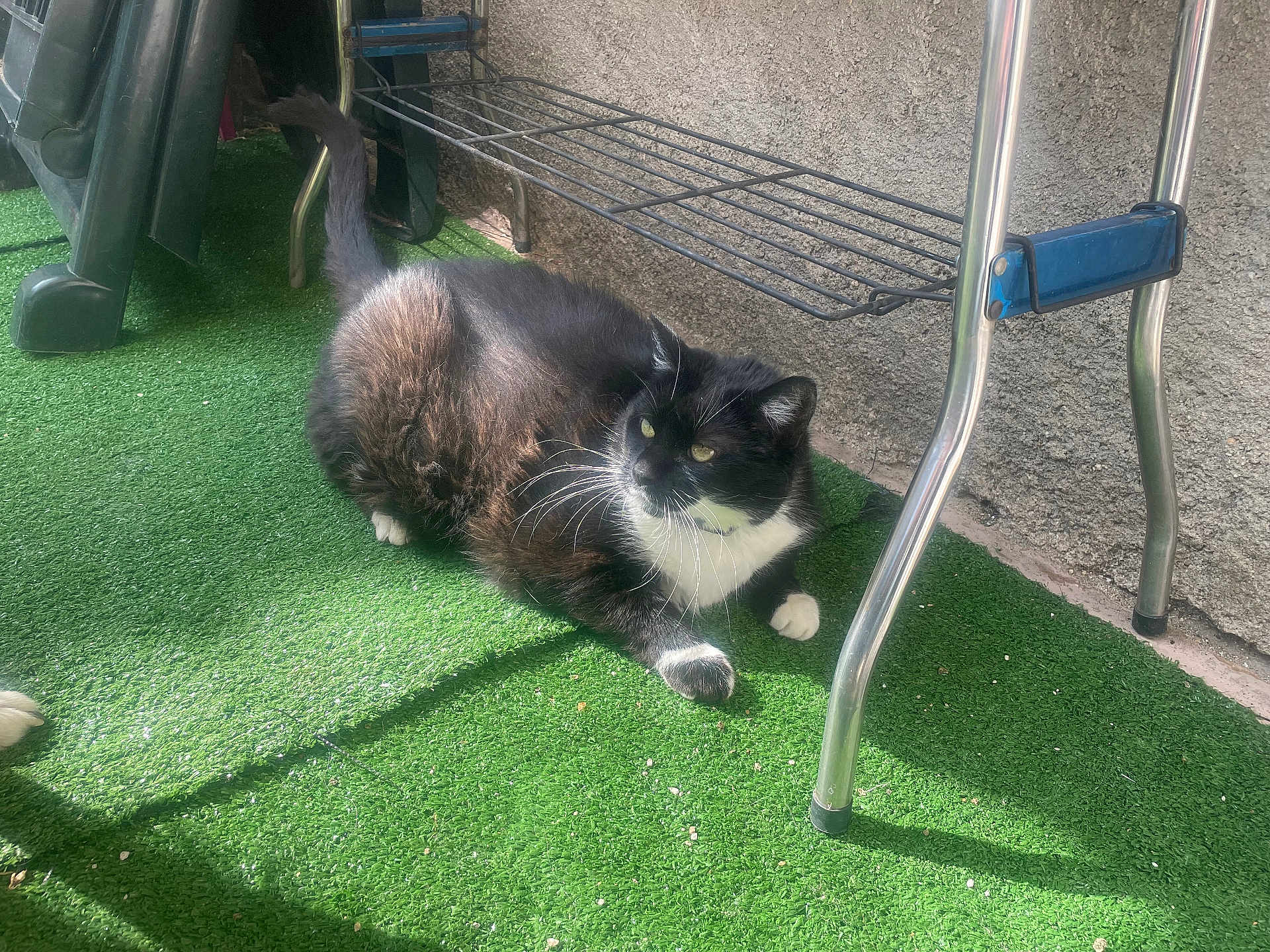 Chipie participe au concours pour gagner de l'argent avec cette photo : cat, black_and_white, animal, pet, fur, whiskers, green_grass, sunlight, shadow, outdoor, relaxed, curious, metal_furniture, leg, floor, texture, wall, domestic, mammal, resting
