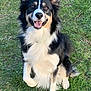 dog, black_and_white, border_collie, happy, sitting, grass, outdoor, pet, animal, playful, ears, smiling, fur, canine, nature, friendly, tongue, collar, paw, daylight