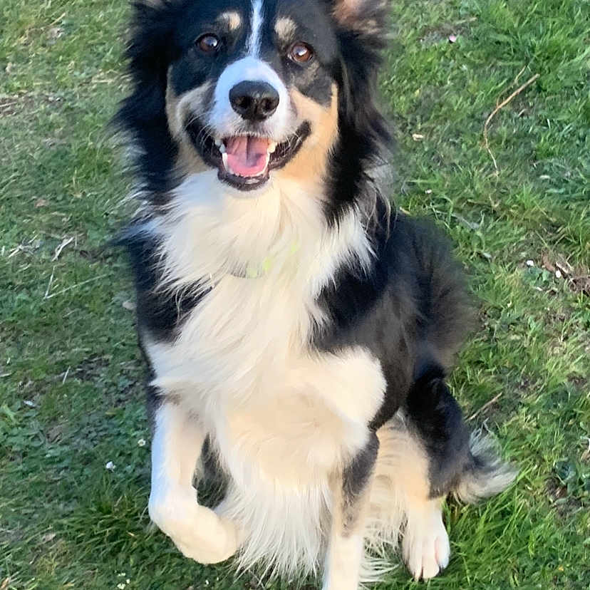 Oréo a rejoint le concours — aidez-le/la à gagner de superbes lots ! animal, black_and_white, border_collie, canine, collar, daylight, dog, ears, friendly, fur, grass, happy, nature, outdoor, paw, pet, playful, sitting, smiling, tongue