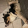 dog, lying_down, tiled_floor, black_and_white, fur, relaxed, indoor, pet, canine, resting, ears, paw, wall, home, animal, laying, sleepy, companion, cute, floor