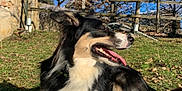 Oréo a rejoint le concours — aidez-le/la à gagner de superbes lots ! dog, grass, yellow_ball, sunlight, outdoor, fence, tree, blue_sky, pet, playing, tongue_out, happy, animal, nature, paw, resting, daylight, canine, summer, relaxed