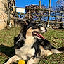 dog, grass, yellow_ball, sunlight, outdoor, fence, tree, blue_sky, pet, playing, tongue_out, happy, animal, nature, paw, resting, daylight, canine, summer, relaxed