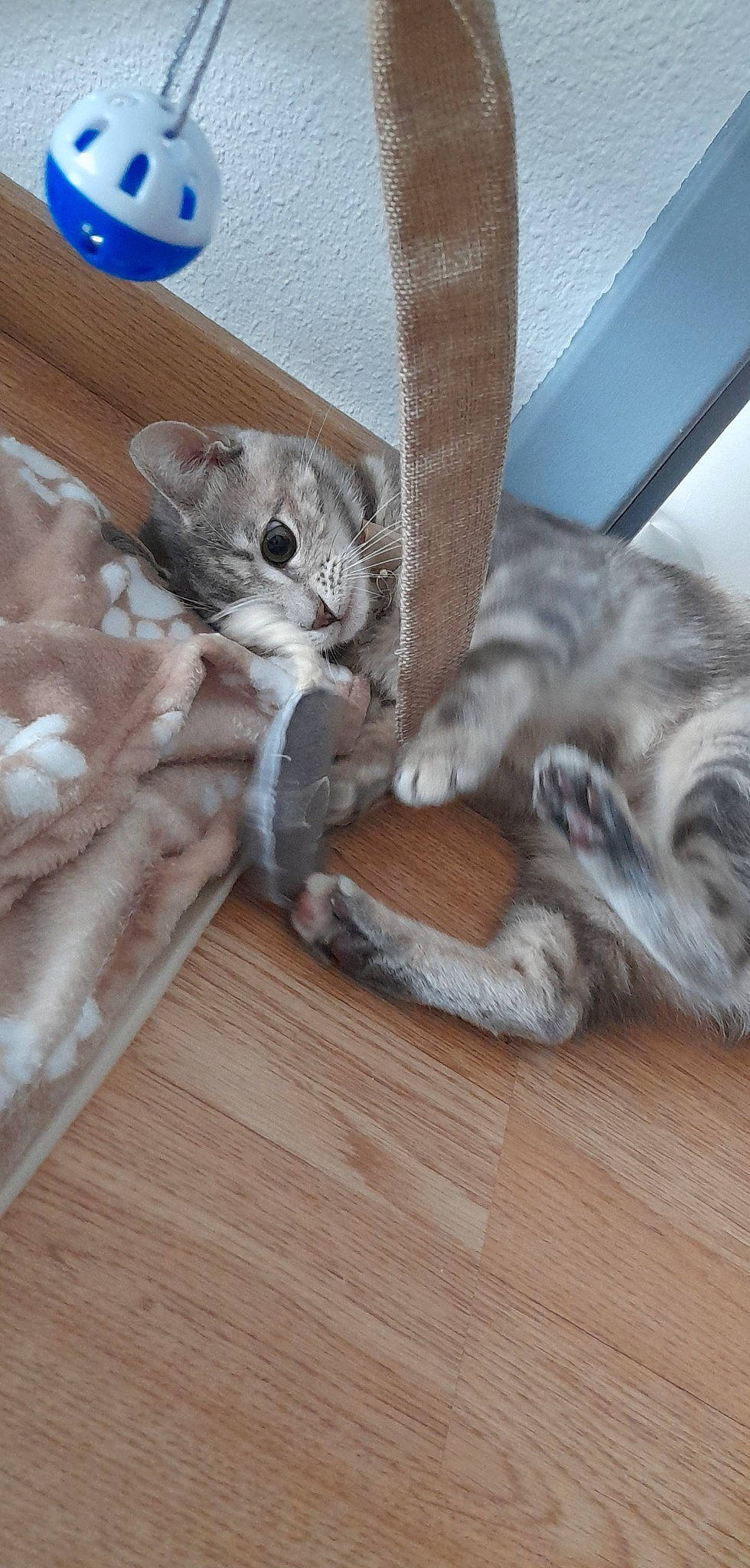 Sultane a rejoint le concours — aidez-le/la à gagner de superbes lots ! carnivore, cat, cat_supply, claw, comfort, domestic_short_haired_cat, fawn, felidae, flooring, fur, grey, hardwood, linens, paw, small_to_medium_sized_cats, tail, whiskers, wood