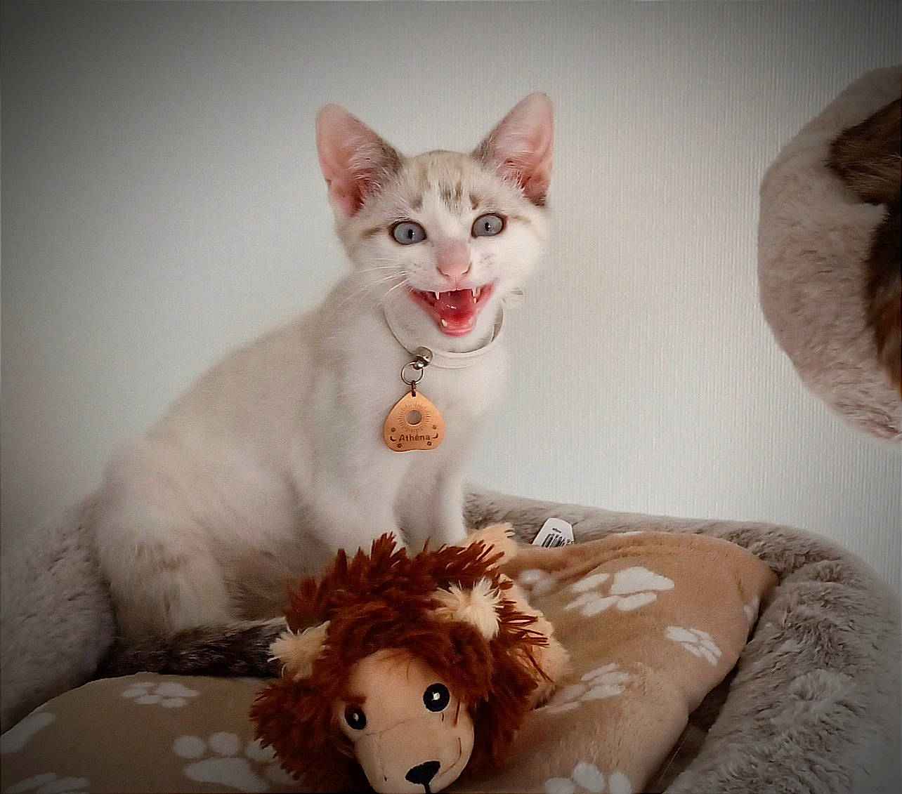 Arès participe au concours pour gagner de l'argent avec cette photo : bed, carnivore, cat, comfort, companion_dog, fawn, felidae, fur, paw, plush, sitting, small_to_medium_sized_cats, stuffed_toy, tail, toy, whiskers, working_animal