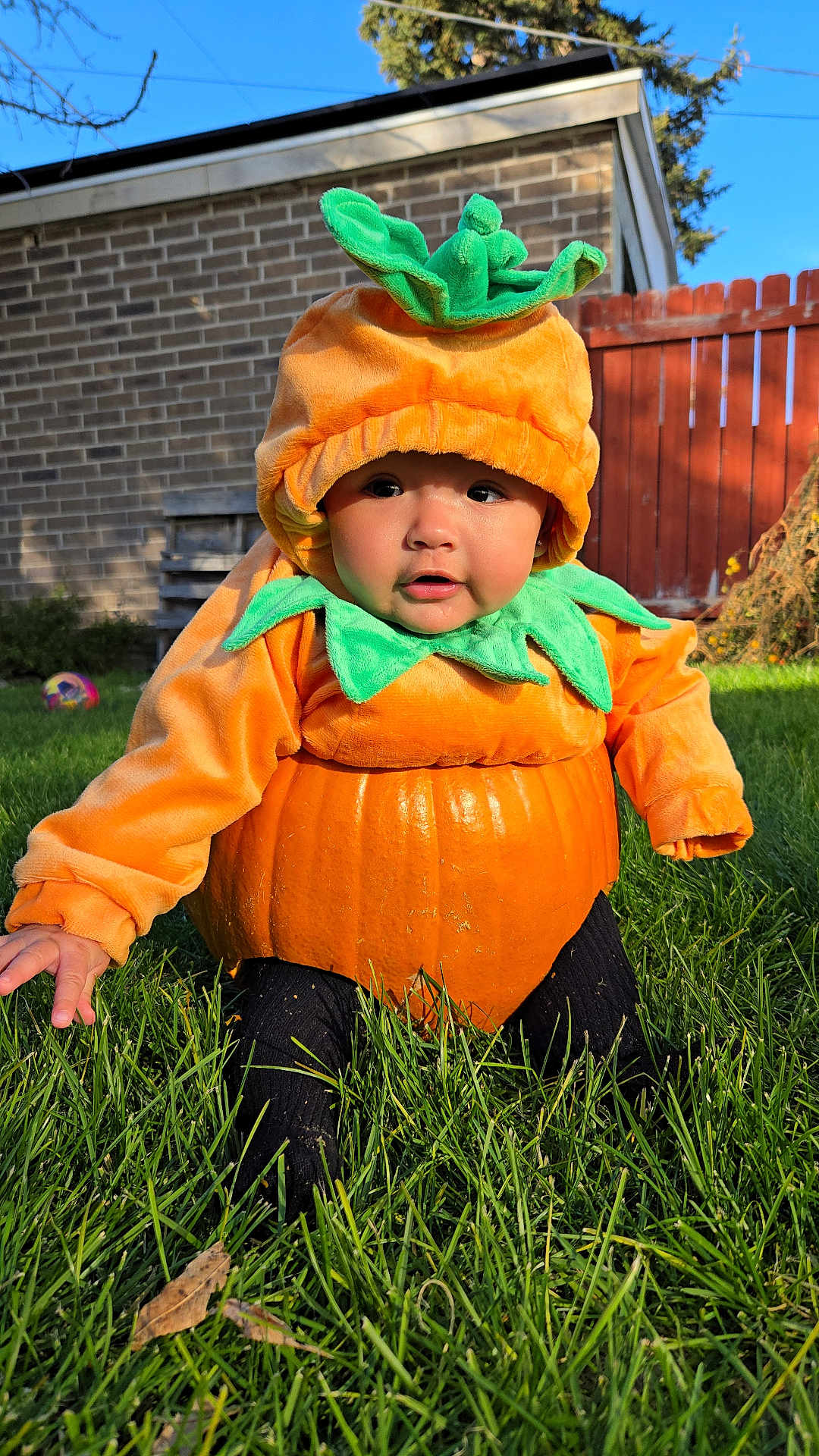 Kionna joined the competition — help win amazing prizes! baby, child, pumpkin_costume, orange, green, grass, outdoor, costume, cute, fall, autumn, garden, fence, brick_wall, hat, baby_clothing, sitting, portrait, daylight, playful