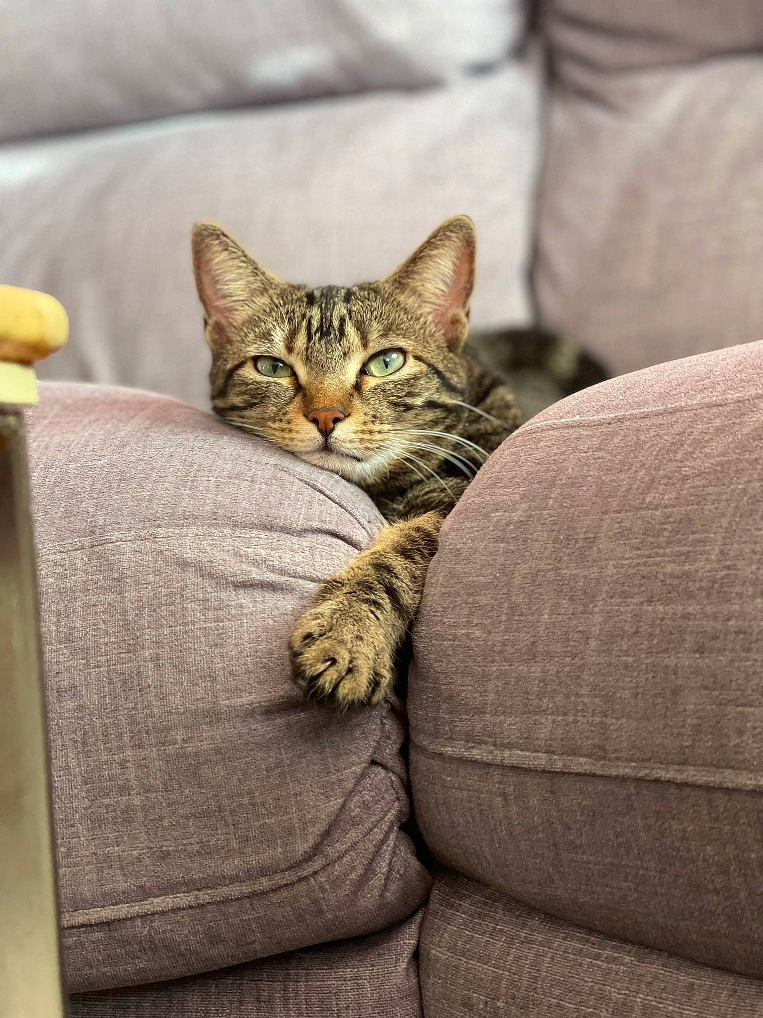 Nicky participe au concours pour gagner de l'argent avec cette photo : carnivore, cat, comfort, couch, domestic_short_haired_cat, felidae, fur, grey, linens, room, sitting, small_to_medium_sized_cats, snout, terrestrial_animal, whiskers, wildlife