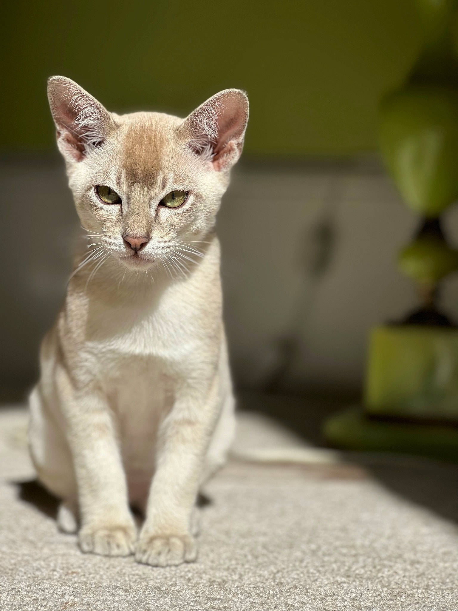 Arran joined the competition — help win amazing prizes! carnivore, cat, claw, domestic_short_haired_cat, eye, fawn, felidae, fur, oriental_shorthair, paw, small_to_medium_sized_cats, snout, tail, terrestrial_animal, whiskers, wildlife