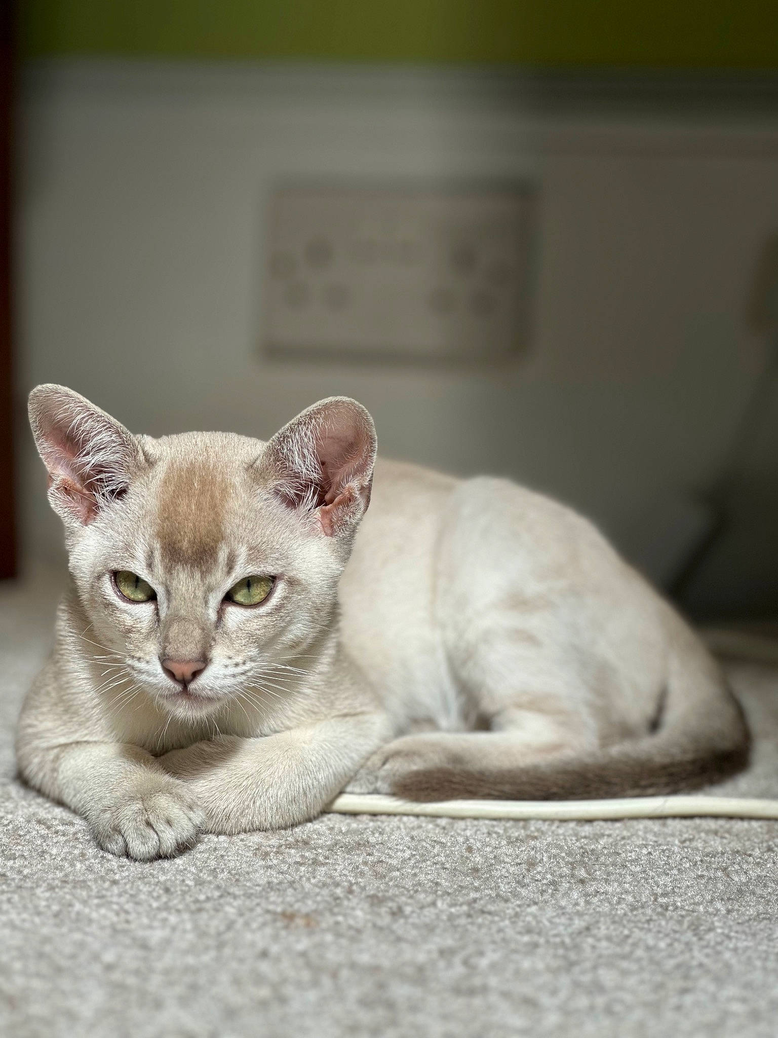 Arran joined the competition — help win amazing prizes! carnivore, cat, cat_supply, claw, comfort, domestic_short_haired_cat, fawn, felidae, fur, grey, paw, photo_caption, small_to_medium_sized_cats, snout, tail, terrestrial_animal, whiskers, wildlife