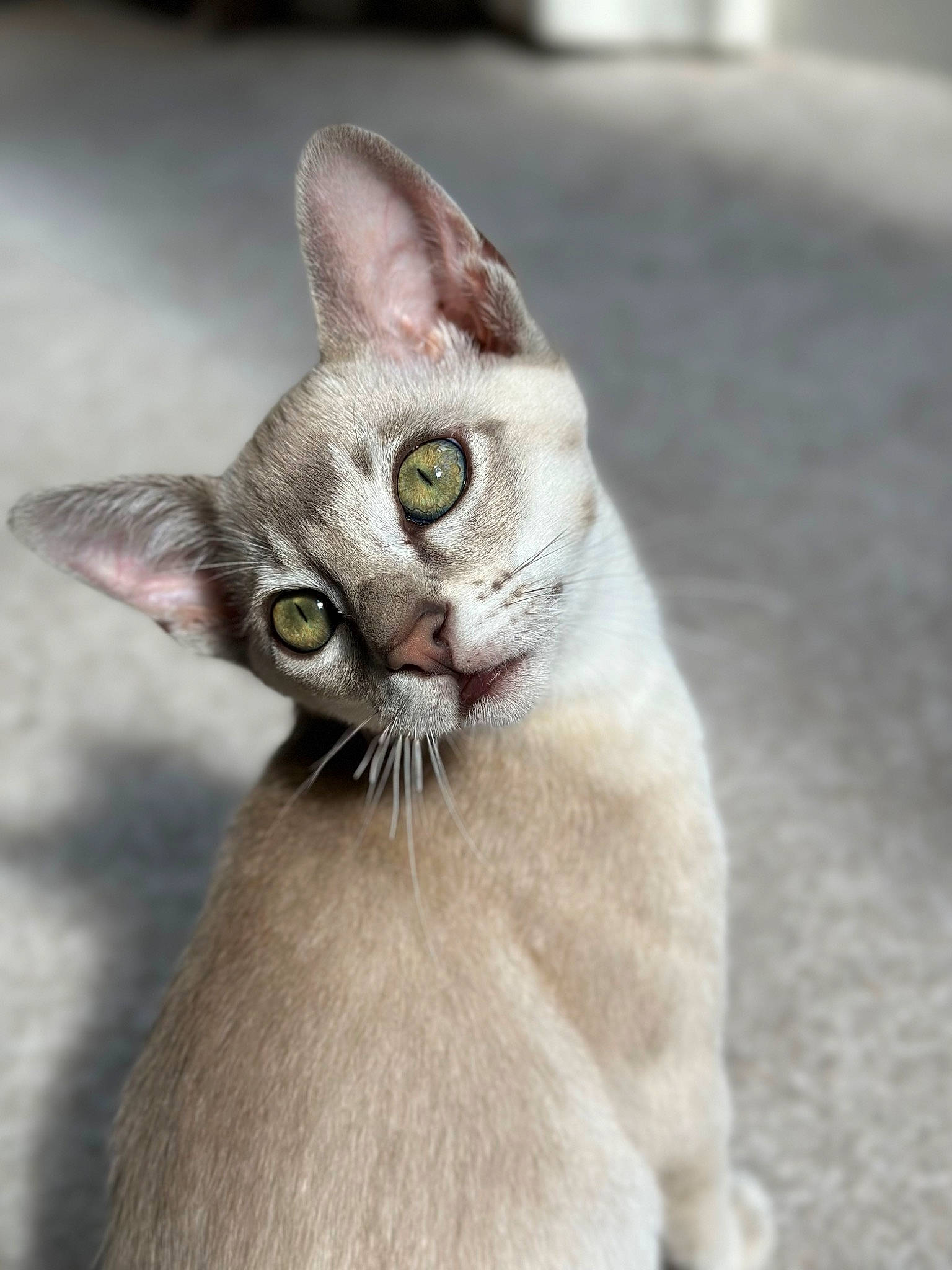 Arran joined the competition — help win amazing prizes! carnivore, cat, collar, domestic_short_haired_cat, fawn, felidae, fur, paw, photo_caption, small_to_medium_sized_cats, snout, tail, terrestrial_animal, whiskers, wildlife, window