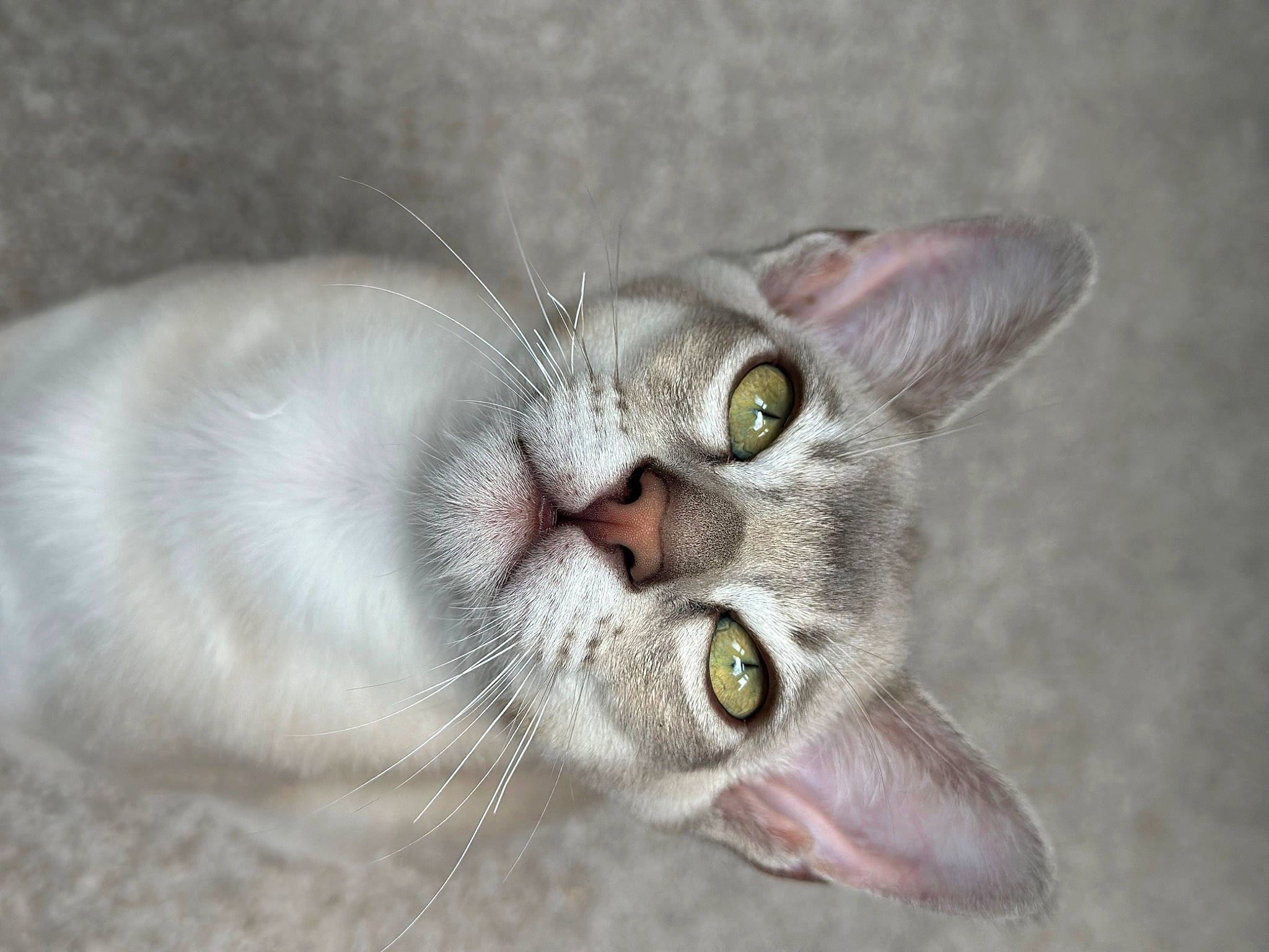 Arran joined the competition — help win amazing prizes! art, carnivore, cat, close_up, domestic_short_haired_cat, ear, eye, fang, felidae, fur, macro_photography, paw, small_to_medium_sized_cats, snout, terrestrial_animal, whiskers, wildlife