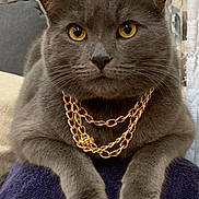 Dexter Lopez joined the competition — help win amazing prizes! cat, gray_cat, gold_chain, pet, indoor, feline, close_up, yellow_eyes, fur, animal, cute, portrait, domestic_cat, resting, paw, whiskers, relaxed, muzzle, soft_texture, cozy