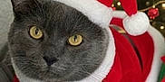 Dexter joined the competition — help win amazing prizes! animal, cat, christmas, christmas_tree, costume, cozy, cute, decorations, feline, festive, gray_cat, holiday, indoor, ornaments, pet, relaxed, santa_costume, santa_hat, soft_lighting, yellow_eyes
