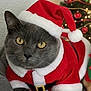 animal, cat, christmas, christmas_tree, costume, cozy, cute, decorations, feline, festive, gray_cat, holiday, indoor, ornaments, pet, relaxed, santa_costume, santa_hat, soft_lighting, yellow_eyes