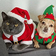 Dexter is registered to the contest to win money with this photo: animal, cat, christmas, companions, costume, couch, cozy, cute, dog, elf_hat, festive, gray_cat, holiday, holiday_outfit, indoors, looking_at_camera, pet, portrait, santa_hat, small_dog