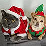animal, cat, christmas, companions, costume, couch, cozy, cute, dog, elf_hat, festive, gray_cat, holiday, holiday_outfit, indoors, looking_at_camera, pet, portrait, santa_hat, small_dog