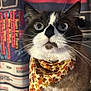cat, wide_eyes, bandana, floral_pattern, autumn_colors, black_and_white_fur, close_up, indoor, pet, portrait, whiskers, curious, feline, background_text, colorful, soft_lighting, animal, cute, domestic_cat, looking_up