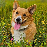 Melody is registered to the contest to win money with this photo: dog, corgi, tongue_out, happy, pet, animal, outdoor, nature, flower, yellow_flower, grass, greenery, portrait, canine, cute, smiling, fur, ears, collar, summer