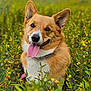 dog, corgi, tongue_out, happy, pet, animal, outdoor, nature, flower, yellow_flower, grass, greenery, portrait, canine, cute, smiling, fur, ears, collar, summer