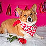 dog, corgi, bandana, hearts, rose, fluffy_rug, pink_background, tassel_garland, pet, cute, portrait, indoor, animal, decorations, valentine, love, laying_down, fur, closeup, adorable