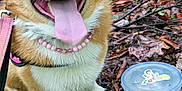 Melody is registered to the contest to win money with this photo: dog, corgi, pet, animal, outdoor, forest_floor, leaves, tongue_out, pink_necklace, leash, happy, sitting, container, sticker, nature, closeup, fur, cute, tongue, smiling