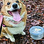 dog, corgi, pet, animal, outdoor, forest_floor, leaves, tongue_out, pink_necklace, leash, happy, sitting, container, sticker, nature, closeup, fur, cute, tongue, smiling