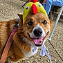 dog, corgi, hat, yellow, chicken_hat, outdoor, pet, leash, happy, tongue_out, person, ripped_jeans, rabbit, animal, stone_ground, smiling, closeup, cute, playful, seated