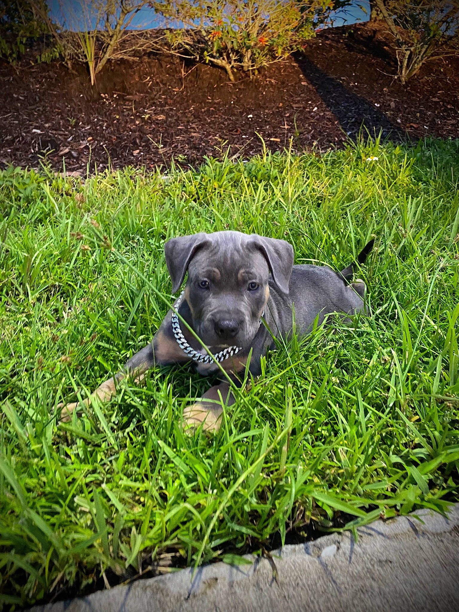 Cujo joined the competition — help win amazing prizes! canidae, carnivore, companion_dog, dog, dog_breed, fawn, grass, grassland, groundcover, gun_dog, plant, snout, sporting_group, terrestrial_animal, toy_dog, whiskers, working_animal