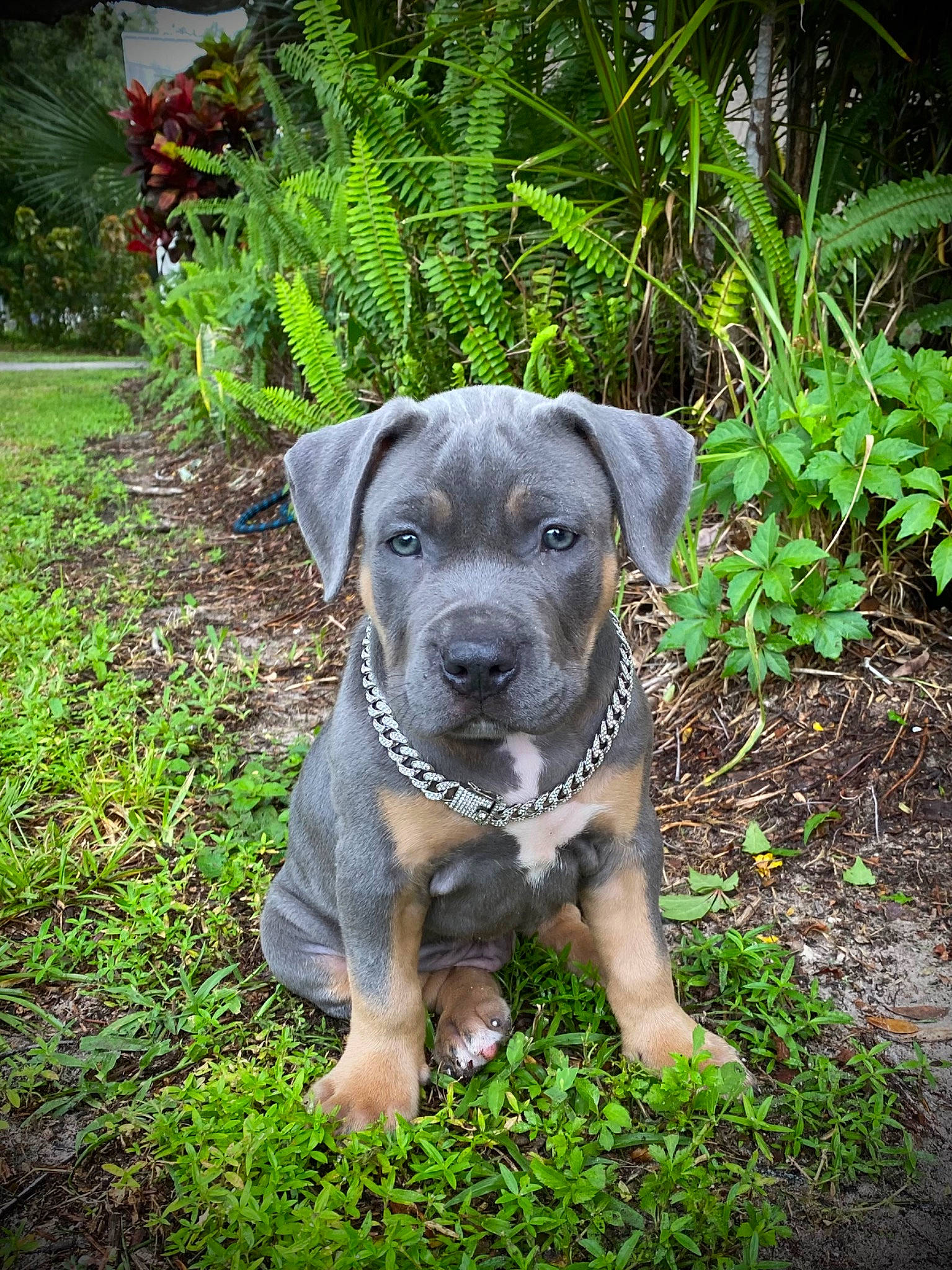 Cujo joined the competition — help win amazing prizes! art, carnivore, companion_dog, dog, dog_breed, fawn, garden, grass, groundcover, guard_dog, hunting_dog, palm_tree, plant, terrestrial_animal, terrestrial_plant, toy_dog, tree, whiskers, working_animal, working_dog