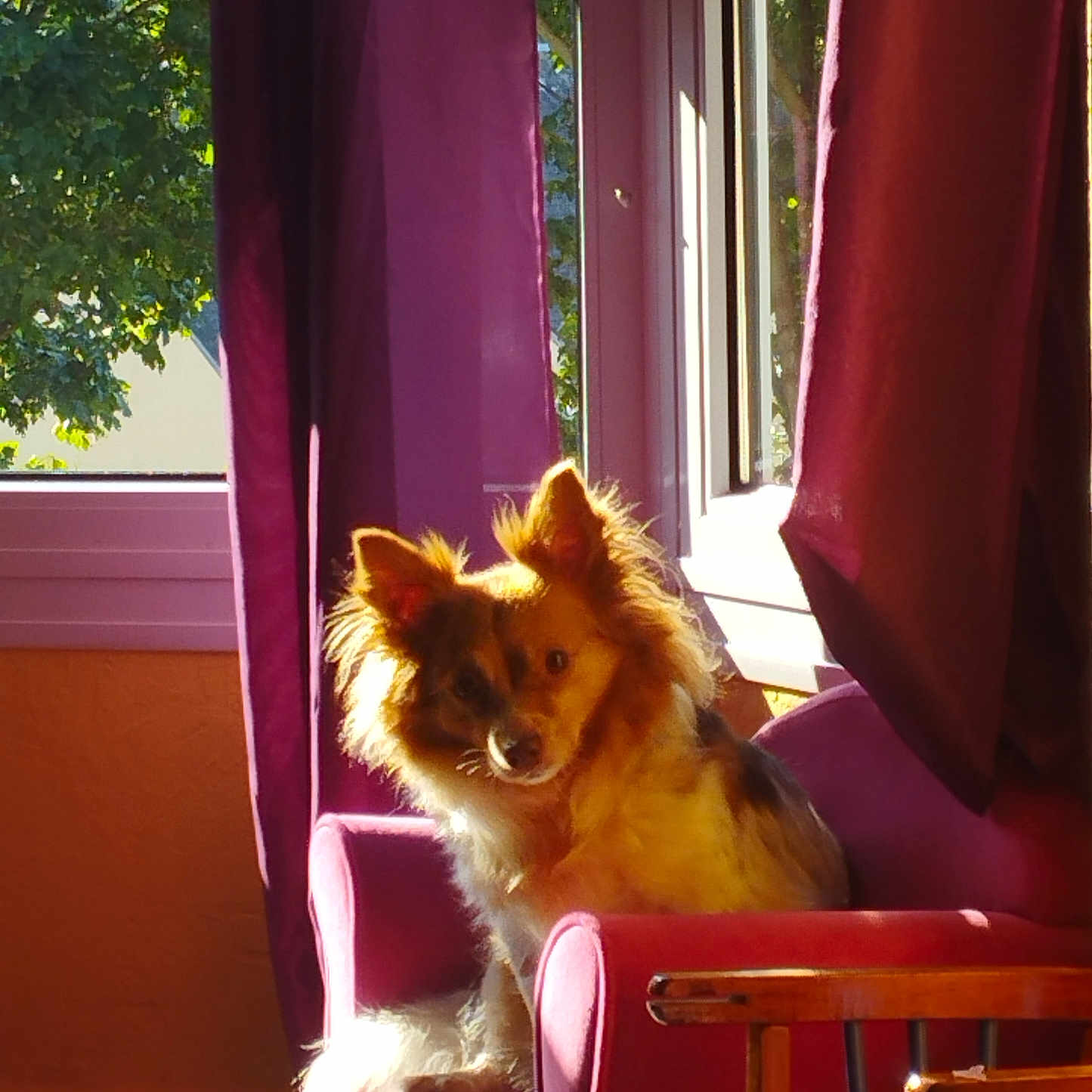 Paillettte a rejoint le concours — aidez-le/la à gagner de superbes lots ! armchair, brown_dog, cozy, curtains, dog, domestic_animal, fluffy, furniture, home, indoor, living_room, morning_light, pet, purple_curtains, relaxing, resting, sunlight, sunny, window, wooden_chair