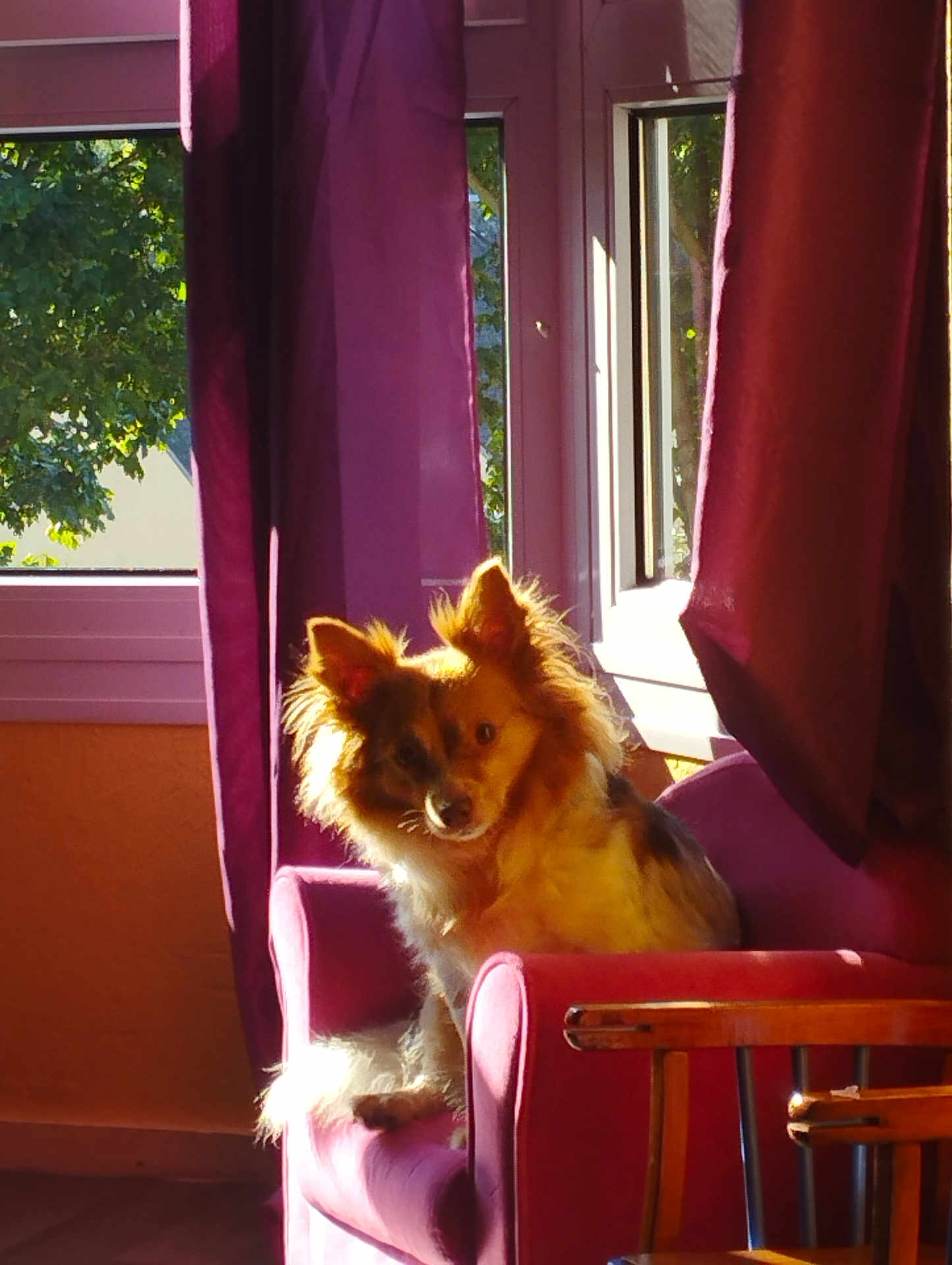 Paillettte a rejoint le concours — aidez-le/la à gagner de superbes lots ! dog, armchair, purple_curtains, window, sunlight, indoor, furniture, pet, fluffy, cozy, home, relaxing, brown_dog, curtains, morning_light, wooden_chair, living_room, domestic_animal, sunny, resting
