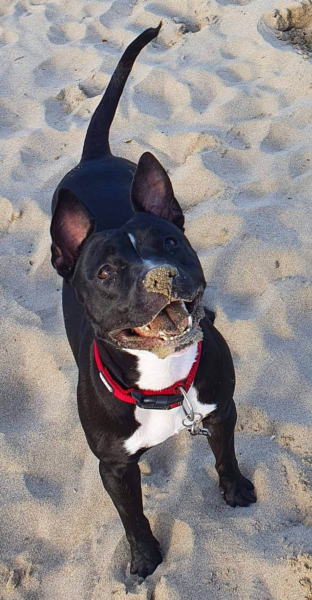 Piper participe au concours pour gagner de l'argent avec cette photo : american_pit_bull_terrier, american_staffordshire_terrier, bull_and_terrier, canidae, carnivore, collar, dog, dog_breed, dog_collar, fawn, french_bulldog, leash, mammal, non_sporting_group, pit_bull, rare_breed_dog, snout, sporting_group, staffordshire_bull_terrier