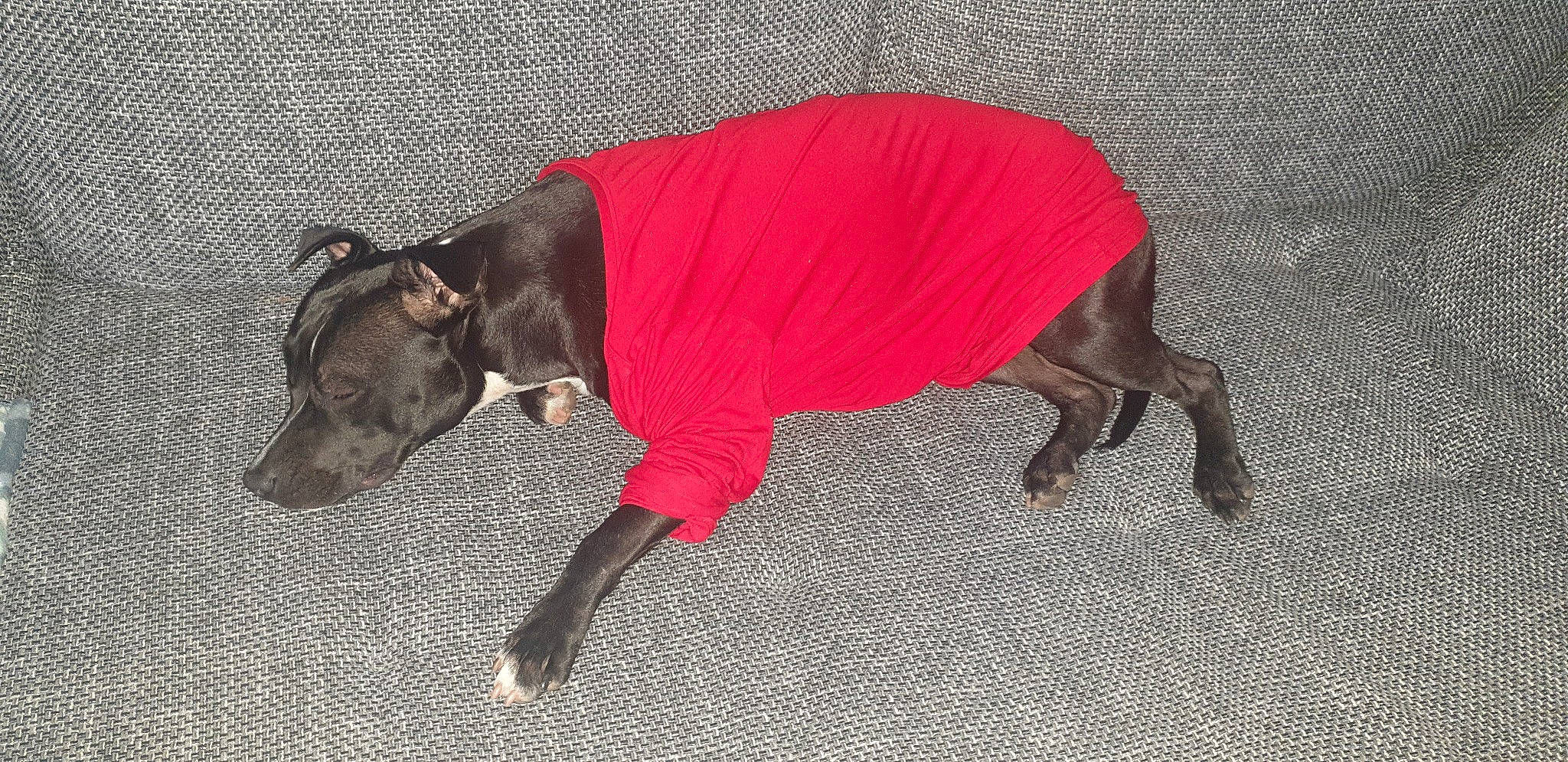 Piper participe au concours pour gagner de l'argent avec cette photo : american_hairless_terrier, canidae, carnivore, companion_dog, dog, dog_breed, dog_clothes, fawn, italian_greyhound, mammal, outerwear, peruvian_hairless_dog, snout, sporting_group, tail