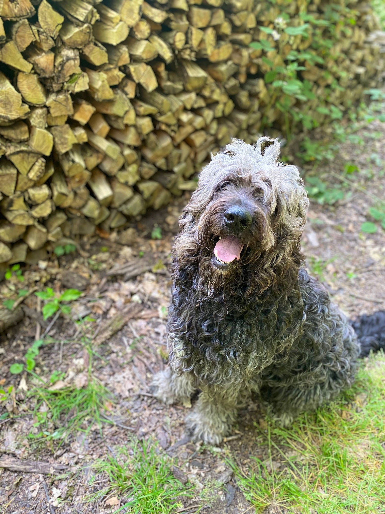 Jazz a rejoint le concours — aidez-le/la à gagner de superbes lots ! canidae, carnivore, companion_dog, dog, dog_breed, fur, grass, groundcover, herding_dog, liver, plant, poodle, snout, soil, sporting_group, terrestrial_animal, terrier, water_dog, working_animal, working_dog