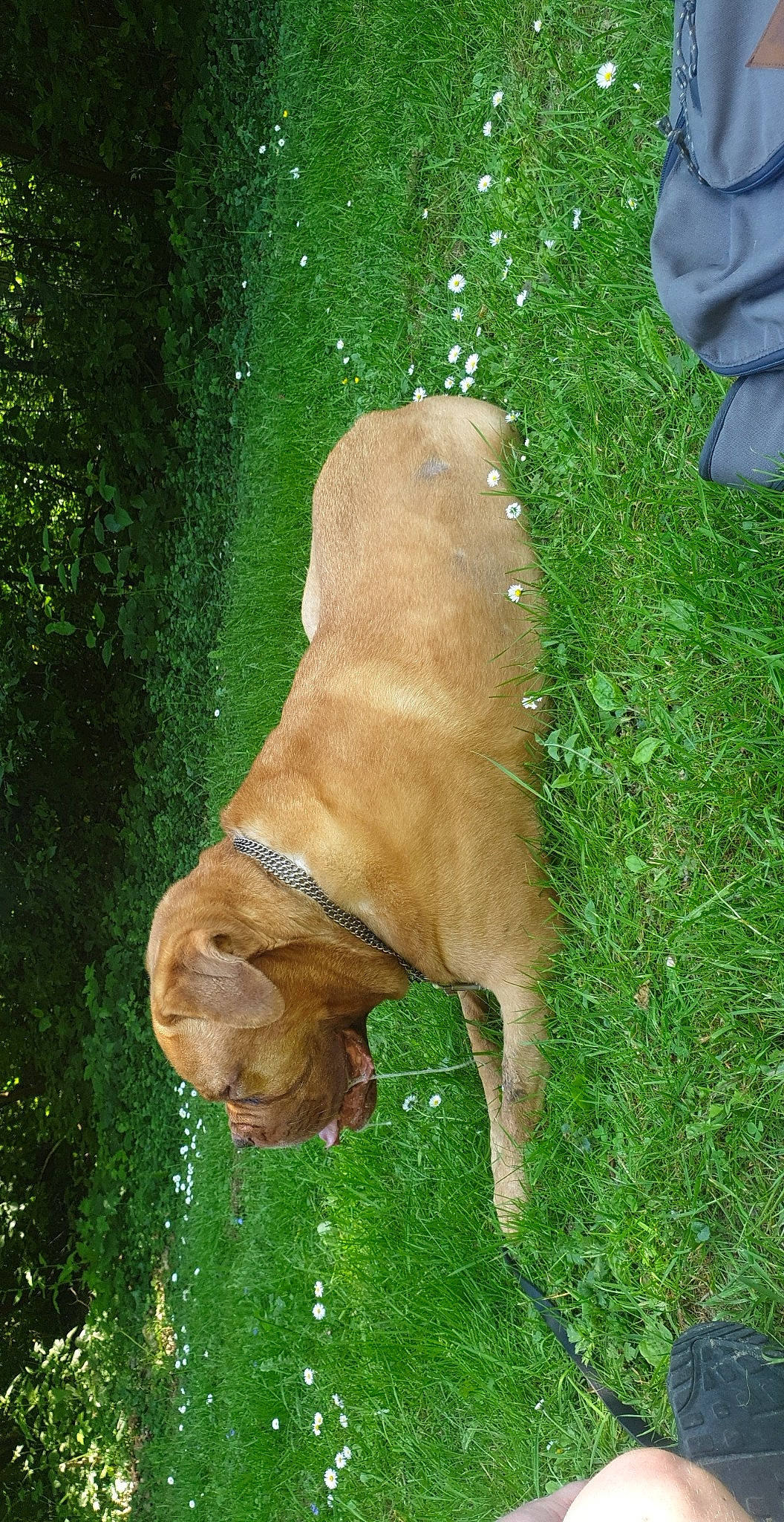 Nala a rejoint le concours — aidez-le/la à gagner de superbes lots ! boerboel, bullmastiff, canidae, carnivore, companion_dog, dog, dog_breed, dogue_de_bordeaux, fawn, fila_brasileiro, grass, guard_dog, shar_pei, sporting_group, tosa, vizsla