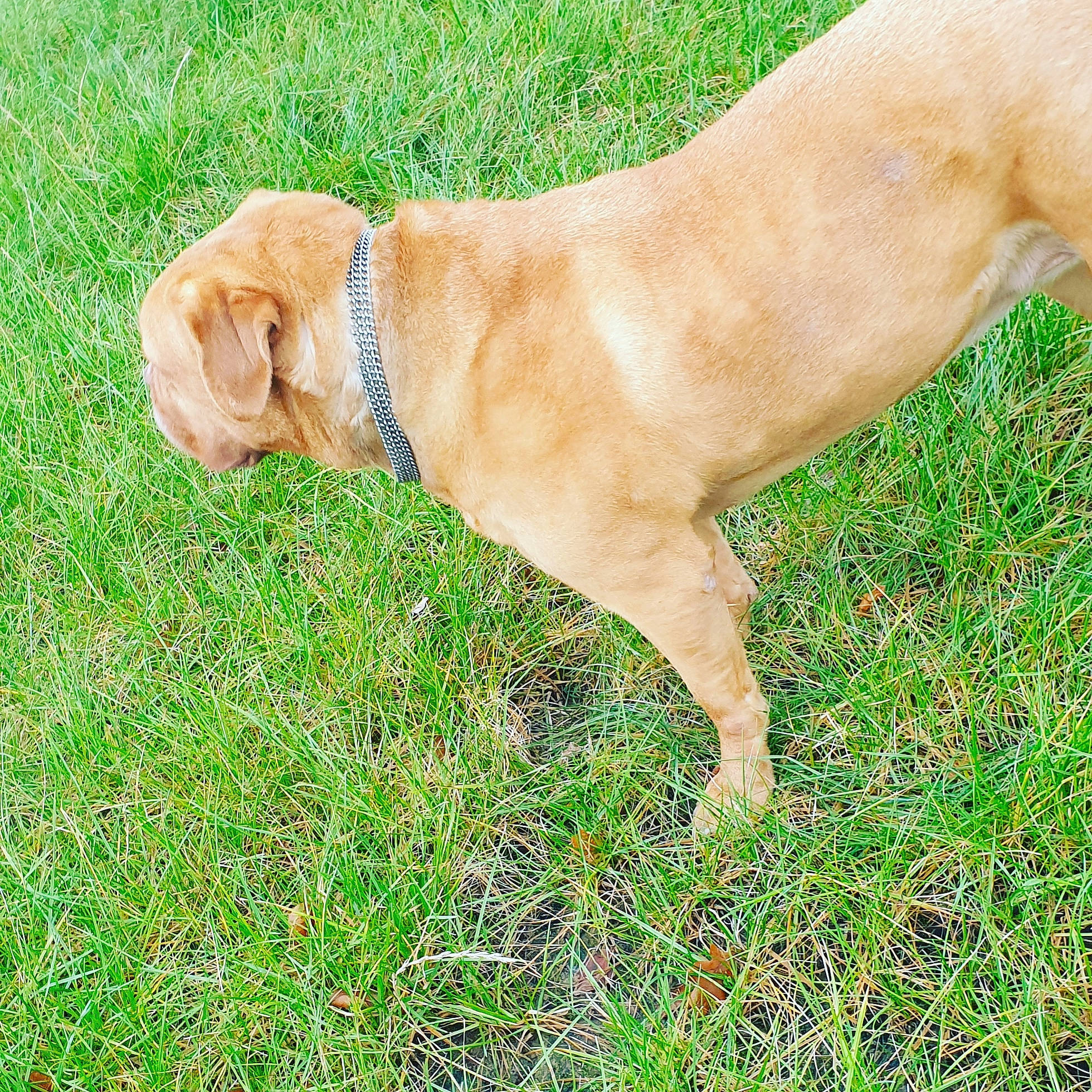 Nala a rejoint le concours — aidez-le/la à gagner de superbes lots ! broholmer, canidae, carnivore, companion_dog, dog, dog_breed, fawn, grass, hunting_dog, mammal, portuguese_pointer, rare_breed_dog, sporting_group, vertebrate, vizsla, working_dog