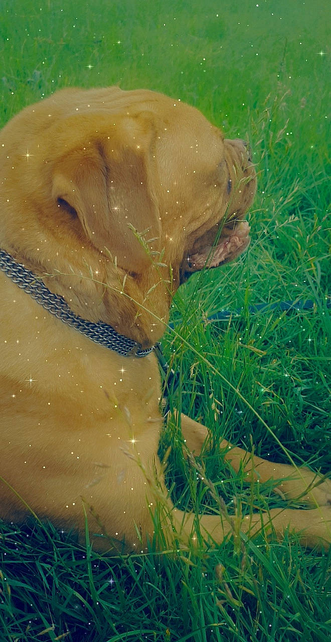 Nala participe au concours pour gagner de l'argent avec cette photo : canidae, ear, fawn, grass, labrador_retriever, nose, snout, sporting_group