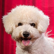 Tomy a rejoint le concours — aidez-le/la à gagner de superbes lots ! dog, white, curly_fur, tongue_out, pet, animal, portrait, happy, cute, fluffy, studio, red_background, fur, mammal, companion, domestic_animal, friendly, closeup, smiling, canine