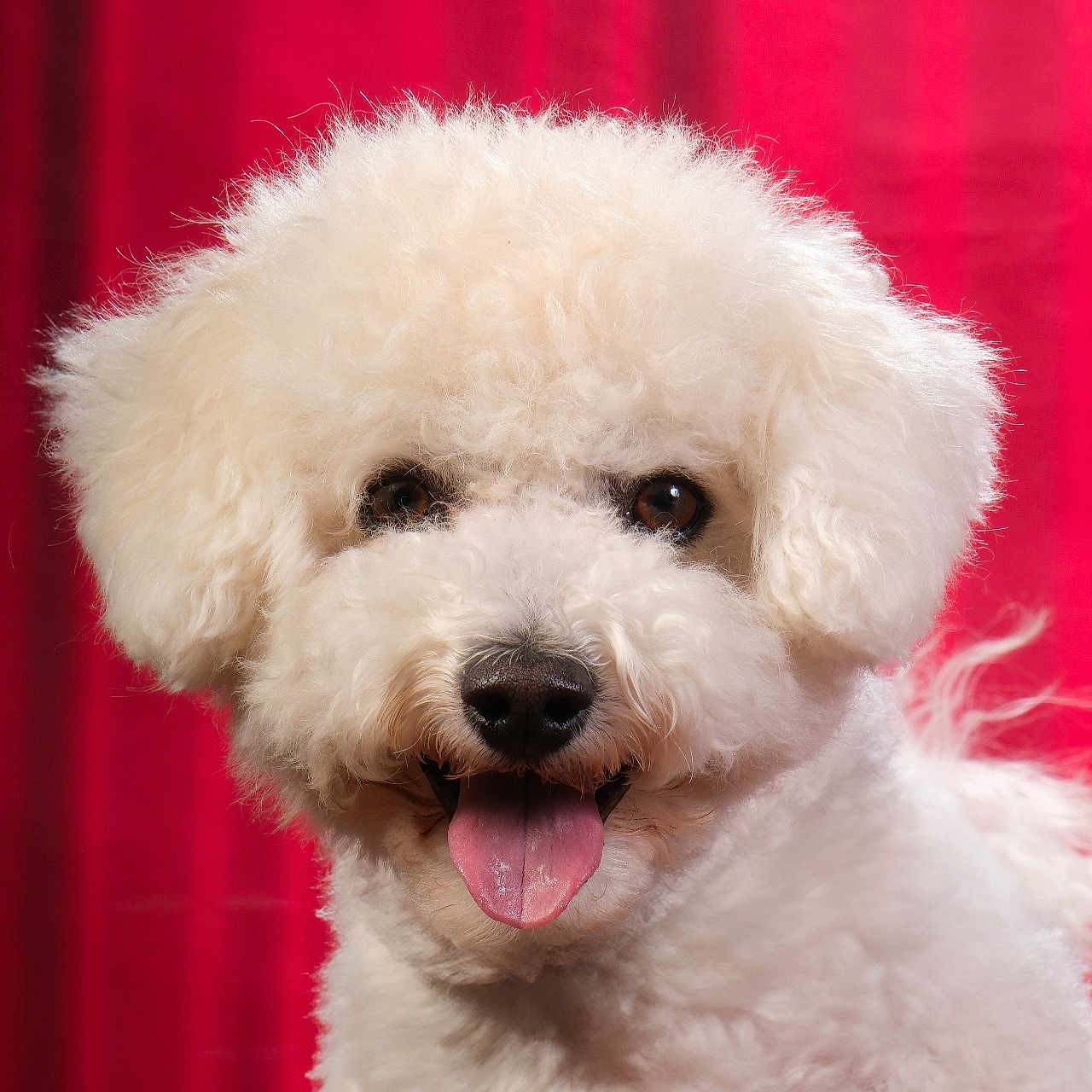 Tomy a rejoint le concours — aidez-le/la à gagner de superbes lots ! dog, white, curly_fur, tongue_out, pet, animal, portrait, happy, cute, fluffy, studio, red_background, fur, mammal, companion, domestic_animal, friendly, closeup, smiling, canine