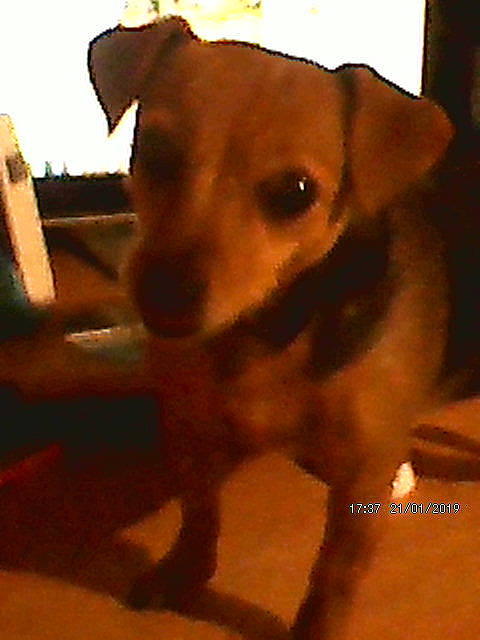 Zoe participe au concours pour gagner de l'argent avec cette photo : canidae, carnivore, dog, dog_breed, fawn, mammal, potcake_dog, snout, sporting_group, street_dog