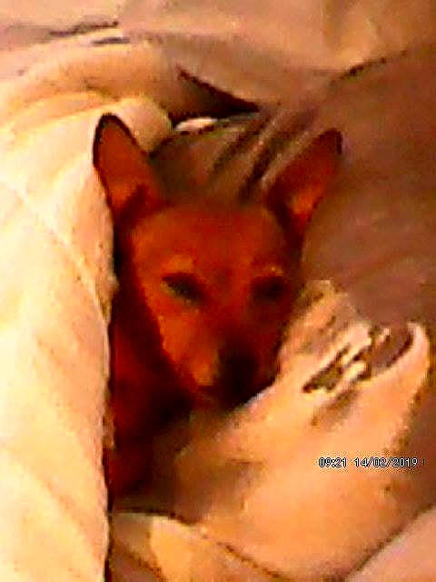 Zoe participe au concours pour gagner de l'argent avec cette photo : canidae, carnivore, chihuahua, dog, dog_breed, fawn, mammal, miniature_pinscher, puppy, snout, toy_dog, vertebrate