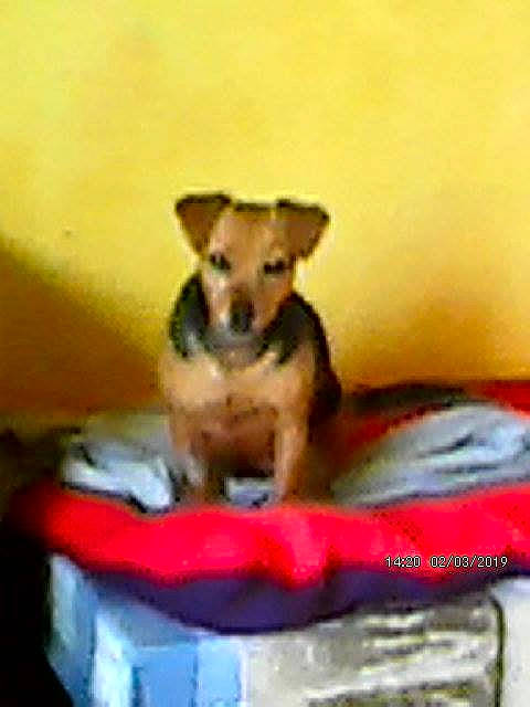 Zoe a rejoint le concours — aidez-le/la à gagner de superbes lots ! canidae, carnivore, chihuahua, companion_dog, dog, dog_breed, fawn, mammal, puppy, snout, sporting_group, street_dog, vertebrate