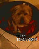 Fripouille a rejoint le concours — aidez-le/la à gagner de superbes lots ! border_terrier, canidae, carnivore, companion_dog, dog, dog_breed, mammal, morkie, non_sporting_group, norfolk_terrier, puppy, shih_tzu, small_terrier, snout, sporting_group, terrier, toy_dog, yorkshire_terrier