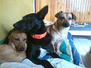 Mes Trois Amours Créole