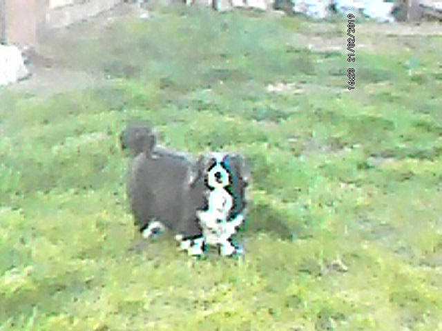 Diego a rejoint le concours — aidez-le/la à gagner de superbes lots ! australian_shepherd, border_collie, canidae, carnivore, dog, dog_breed, grass, herding_dog, mammal, miniature_australian_shepherd, siberian_husky, sporting_group, vertebrate, working_dog